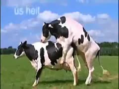 Fun zoophilia video features cows and even horses engaging in wild brute sex in nature 
